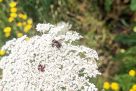 Insekt auf weißer Blüte